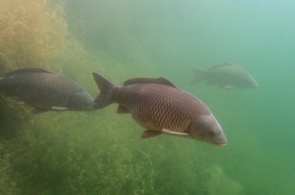 V Gostyah U Karpa Pod Vodoj Radek Filip Carpfishing