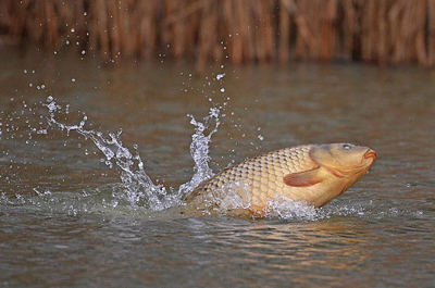 Chto Realno Budit Karpa Posle Dlinnoj Zimnej Spyachki Carpfishing